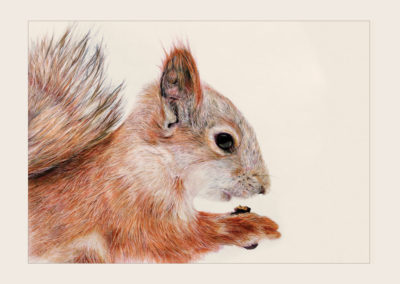 Squirrel – Colour Pencil Drawing