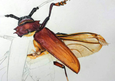 Insect detail Illustration (Amazon)